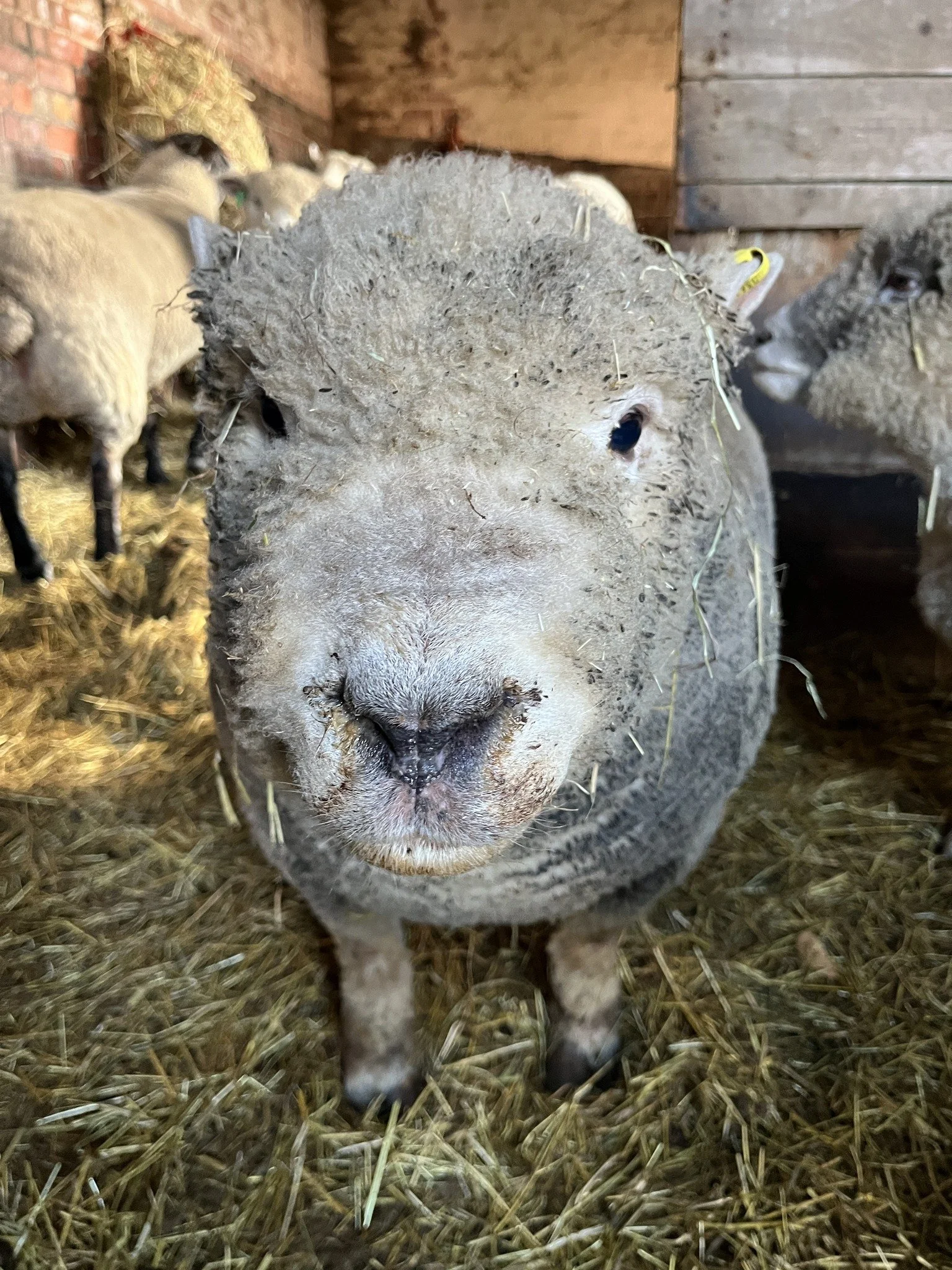 Close-up of a sheep's face inside a barn, with other sheep in the background.