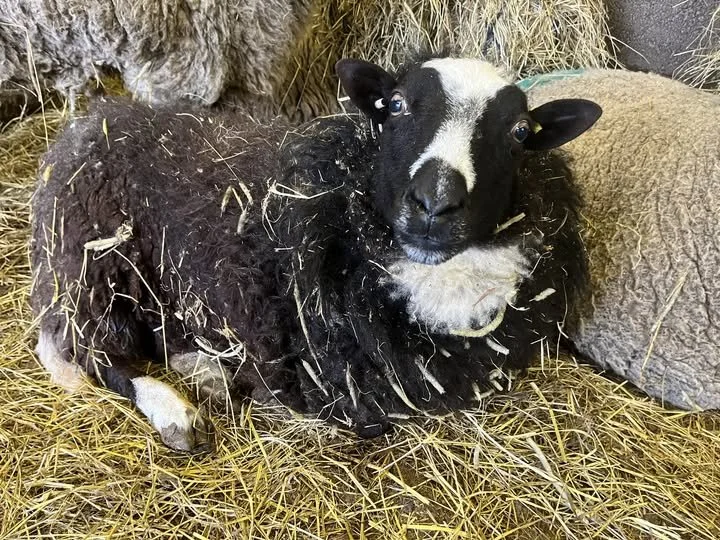A black and white sheep with a sheepish expression lying on straw bedding in a barn.