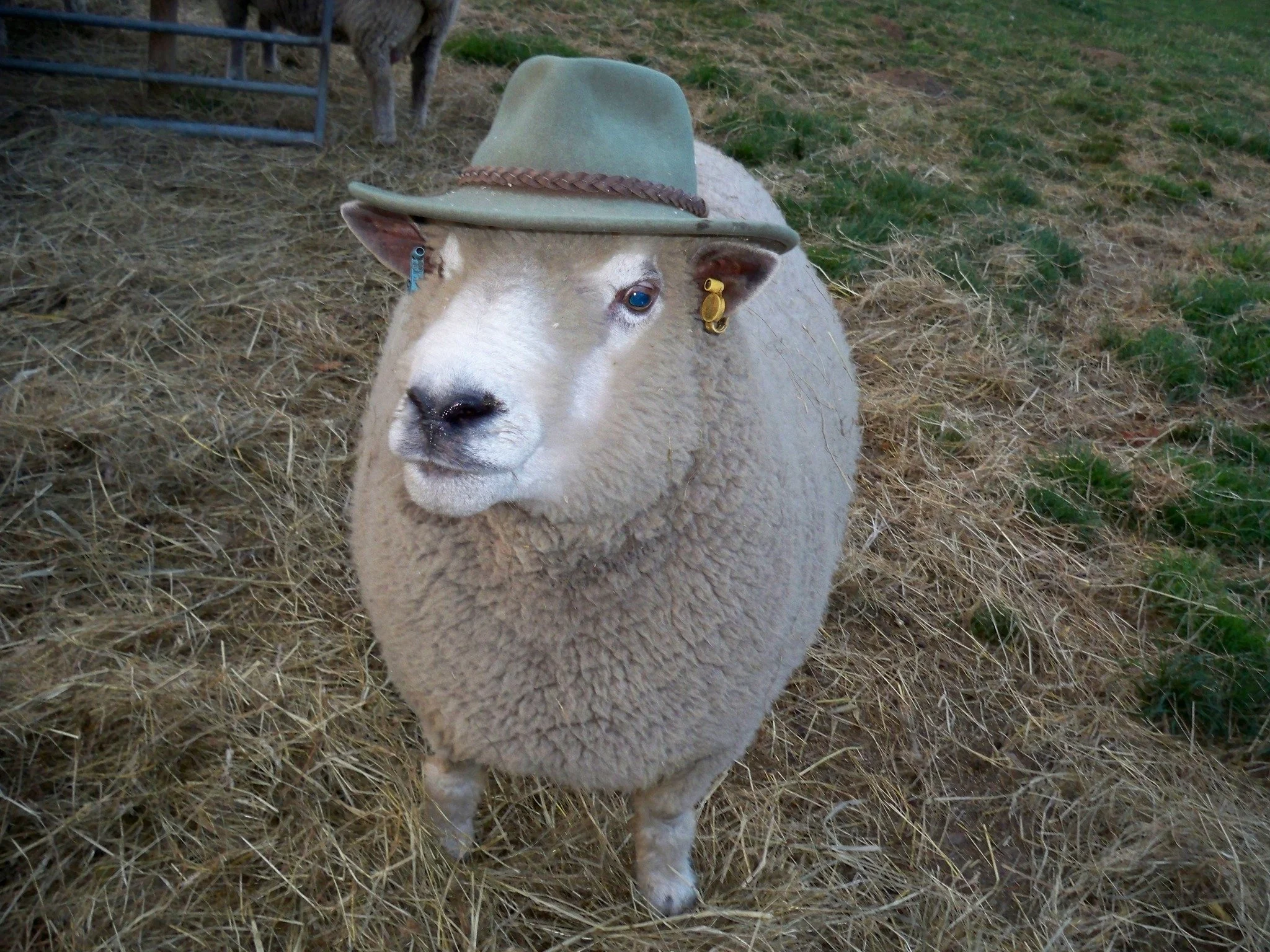A sheep wearing a green hat with a brown band, standing on hay and grass.