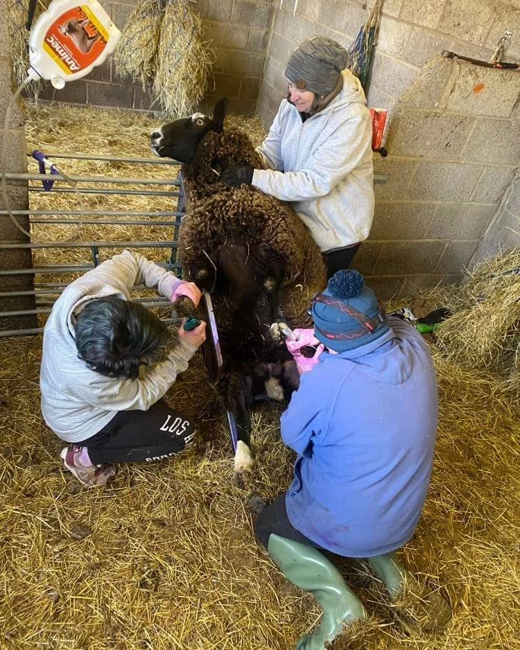 Three people are caring for a newborn calf in a barn. One person is holding the calf's head, another is tending to its leg, and the third is assisting. The barn is filled with hay, and there is a bottle of calf milk formula hanging nearby.