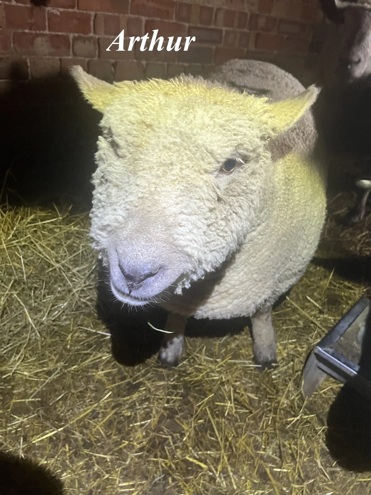 A sheep with a curly fleece, standing on straw inside a barn or stable, illuminated by artificial light. The sheep has a white face and black legs, with a textured, woolly body. The name "Arthur" is written in white text in the upper left corner.