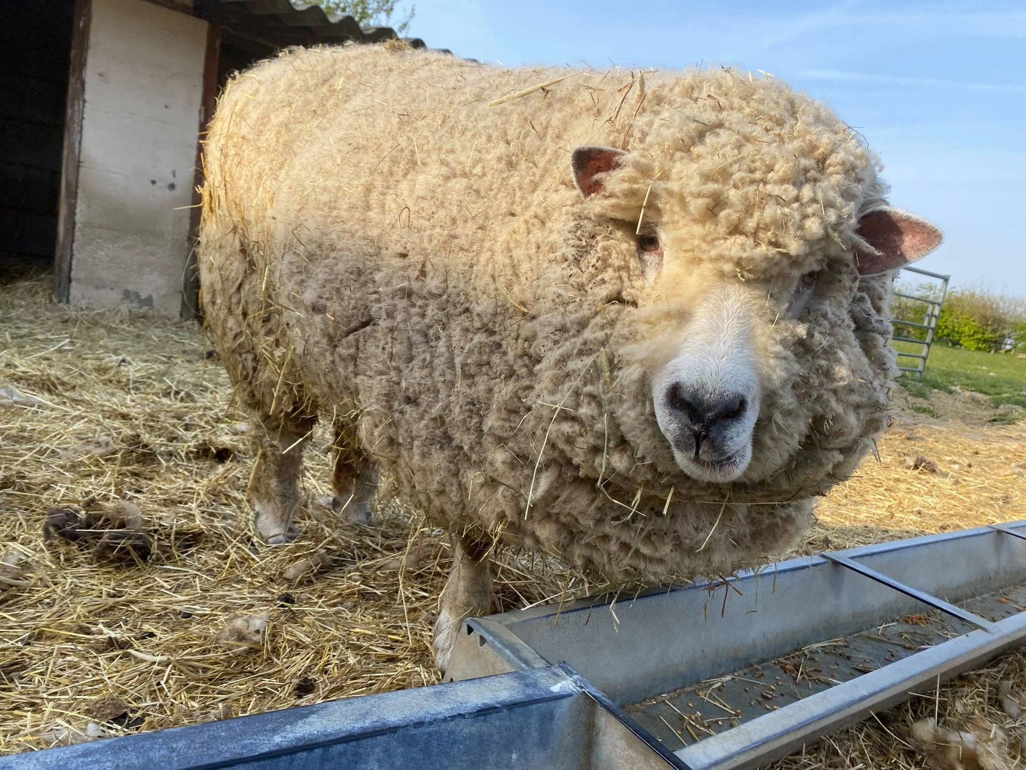 A sheep with a thick, curly fleece standing in a barnyard next to a metal feeding trough, with a wooden shed and green grass in the background.