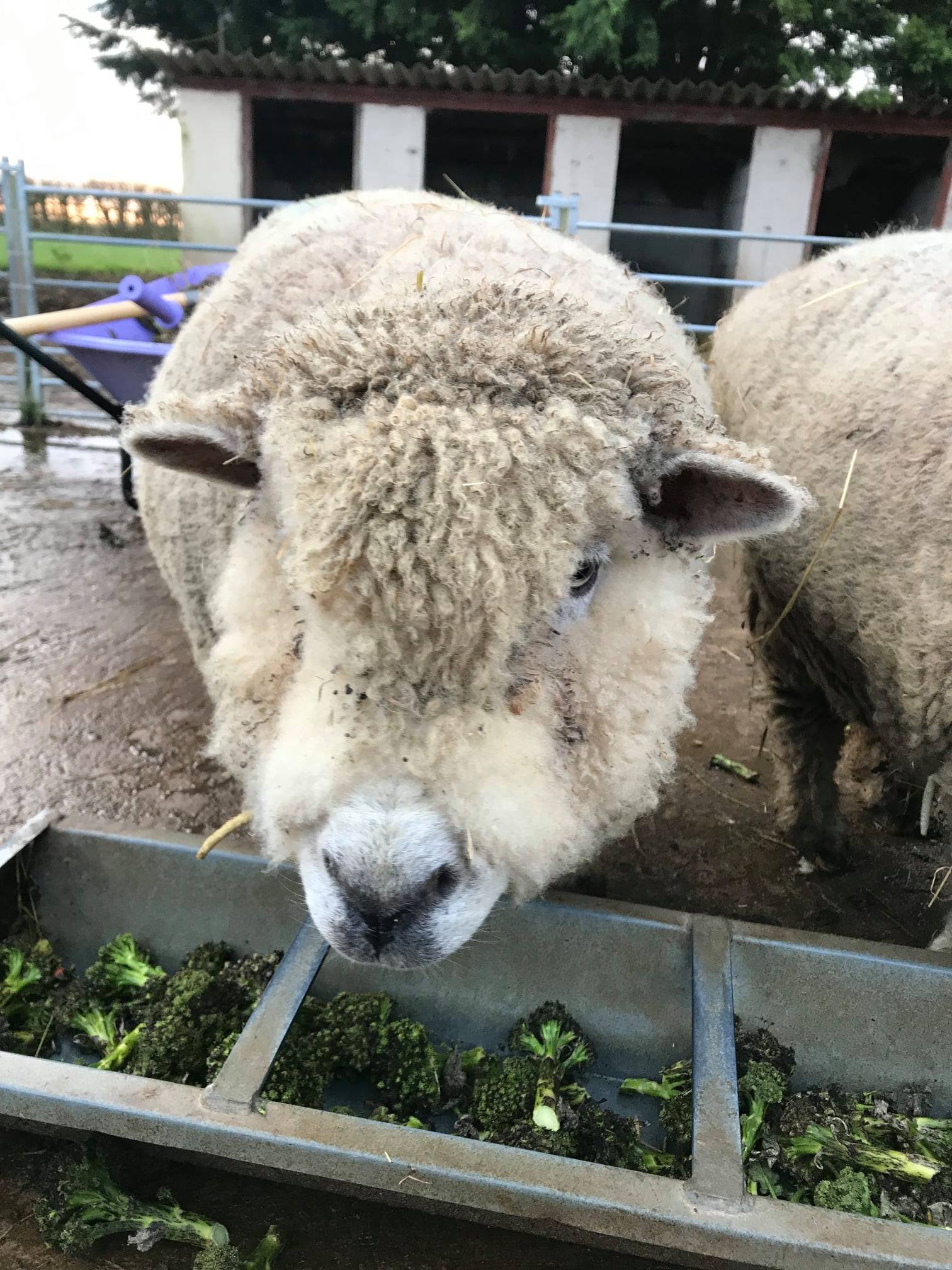 Close-up of a sheep eating broccoli in a farmyard.
