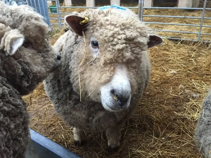 Close-up of a sheep with thick, curly wool inside a pen with straw on the ground.