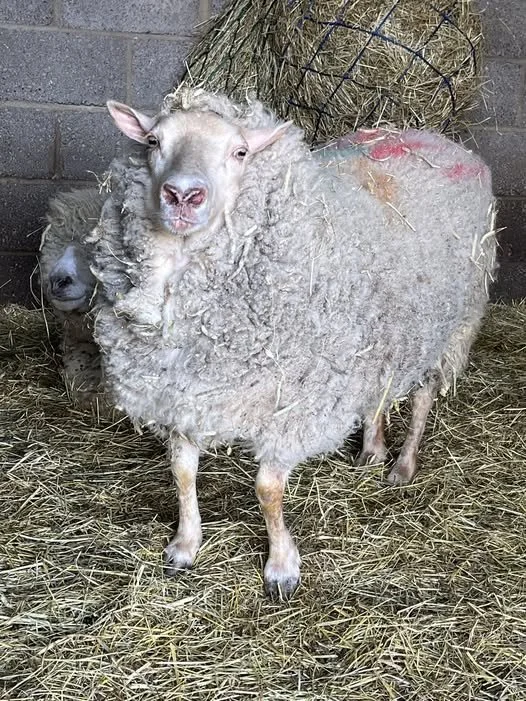 A sheep with a sheep's body and a human face, standing on straw inside a barn.