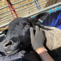 A person wearing black gloves holding a black sheep's head in an outdoor pen.