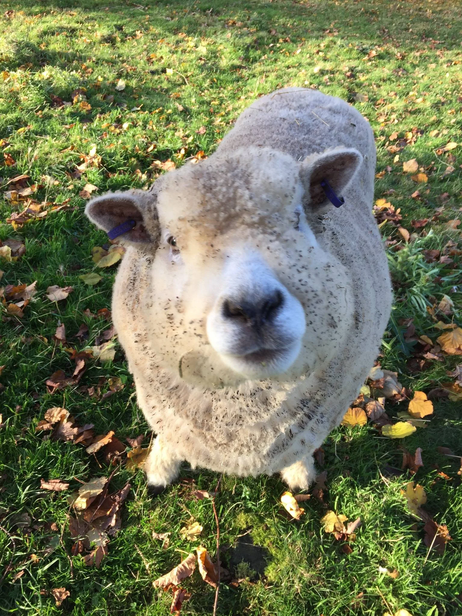 A fluffy sheep standing on grass with fallen leaves, looking up at the camera.
