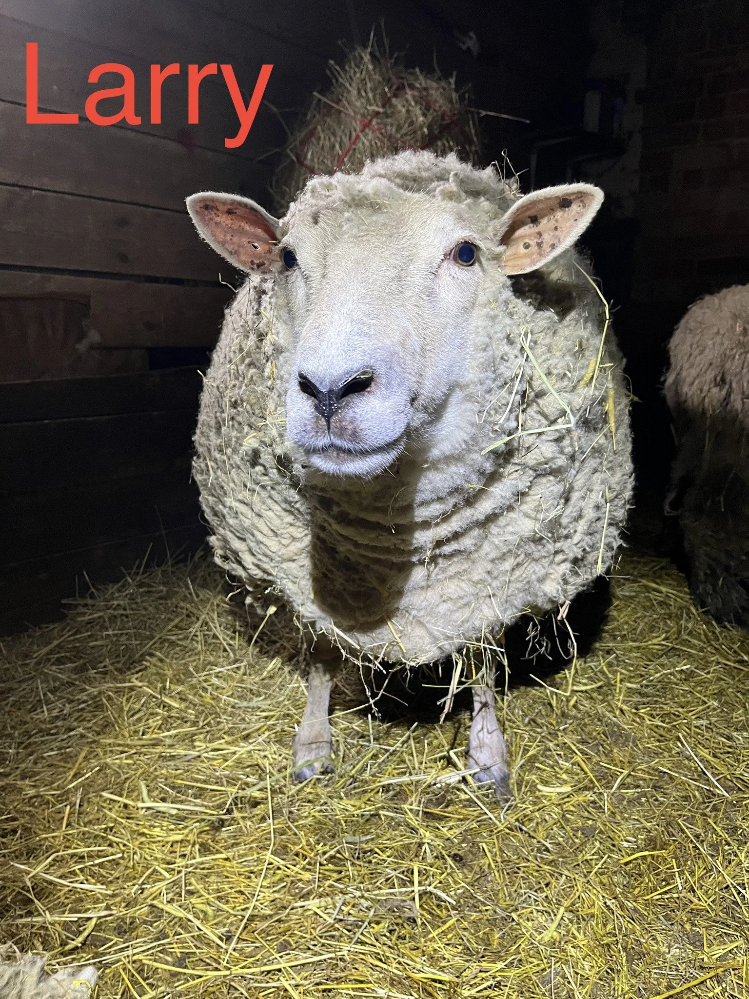 A sheep with a sheep's body and a lamb's face, standing on a bed of hay inside a barn. The sheep's face appears to be that of a lamb, with blue eyes and a gentle expression. The name 'Larry' is written in red text in the upper left corner.
