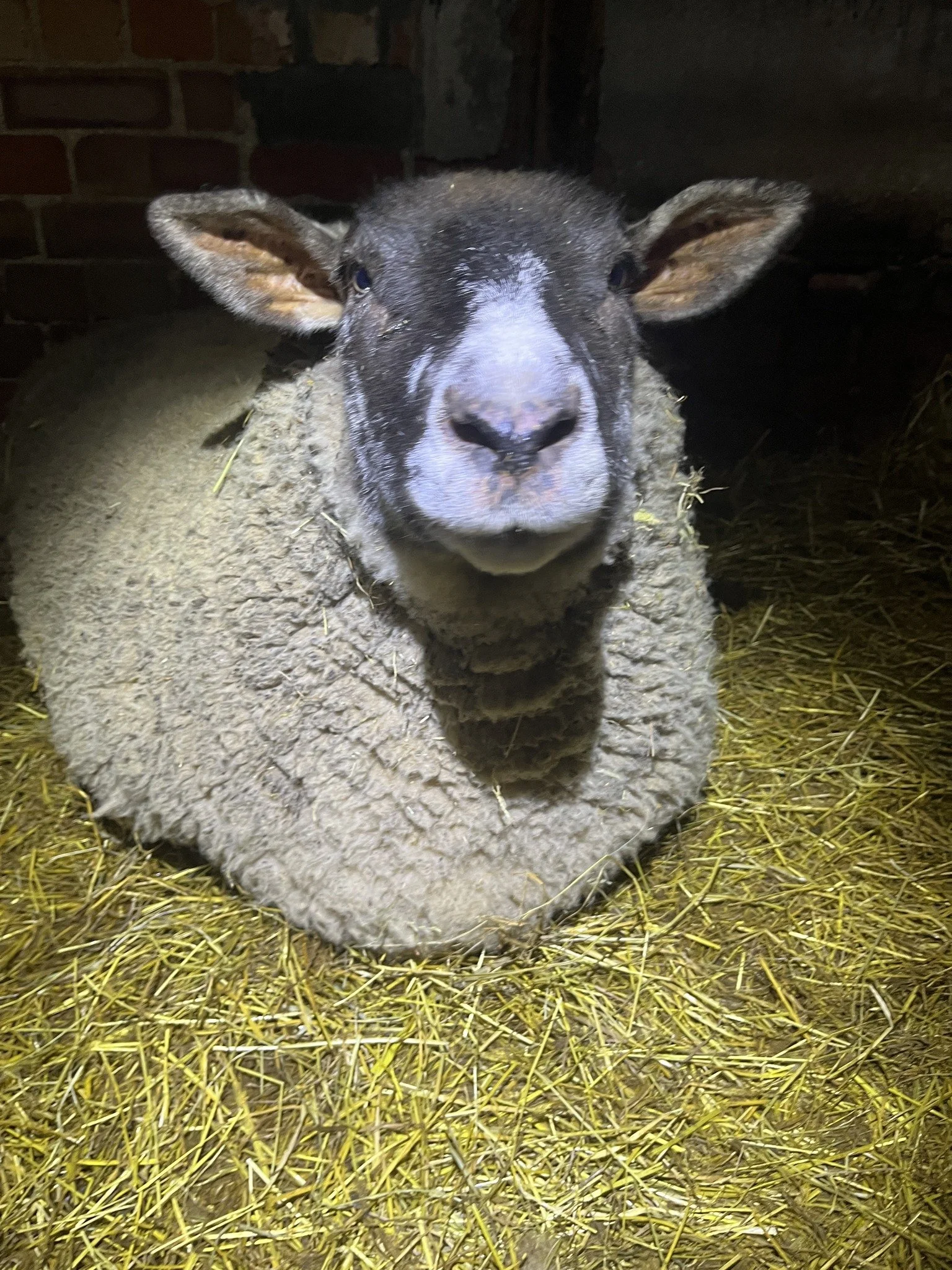 A young black and white sheep lying on yellow straw, with a brick wall in the background.