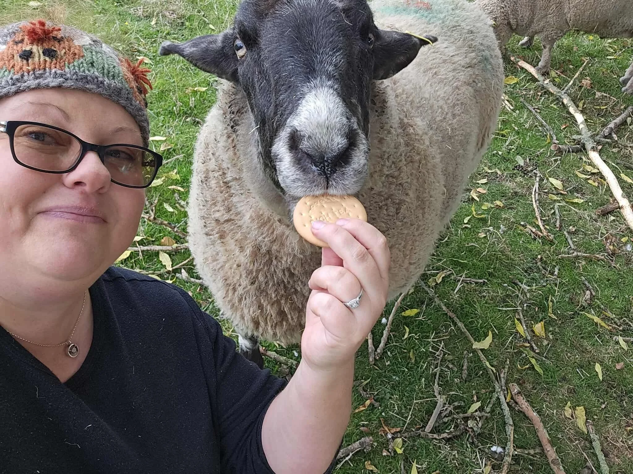 A woman with glasses and a knit hat taking a selfie with a sheep holding a cookie in its mouth on a grassy field with fallen branches.