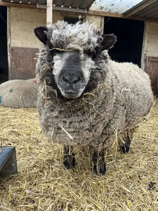 A sheep with a black face and curly wool, standing on straw inside a barn, with hay stuck in its wool.