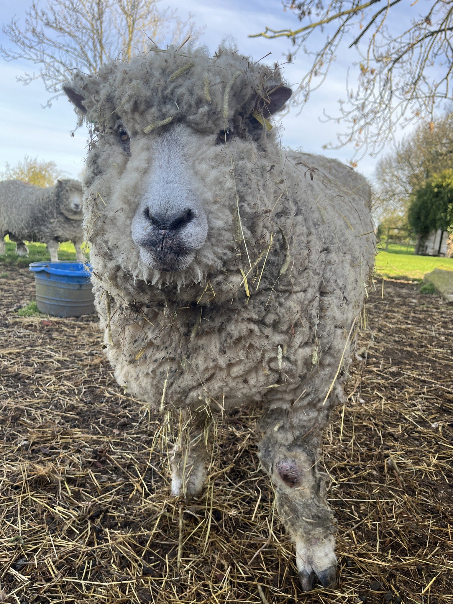 Close-up of a sheep with dirty, matted wool and bits of straw sticking to it, standing outdoors with other sheep in the background and trees, a blue water tub and a building behind.