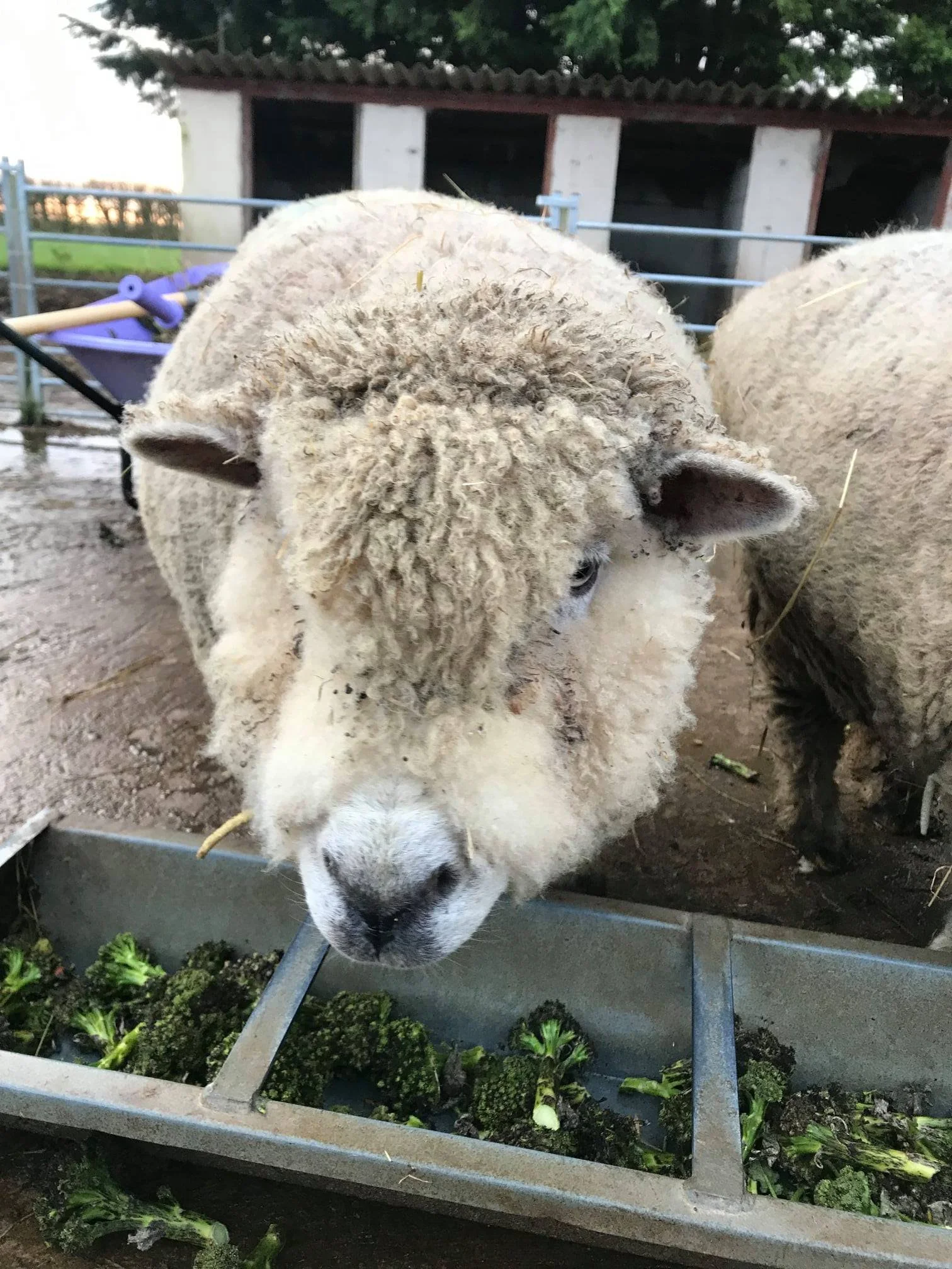 Close-up of a sheep with a thick, curly coat eating broccoli from a metal feeding trough on a farm.