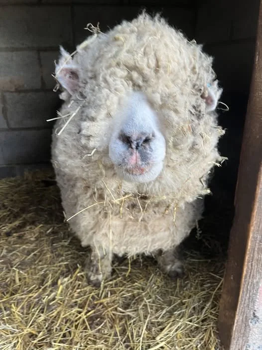 A close-up of a sheep with thick, curly wool covering its face, standing on hay inside a barn.
