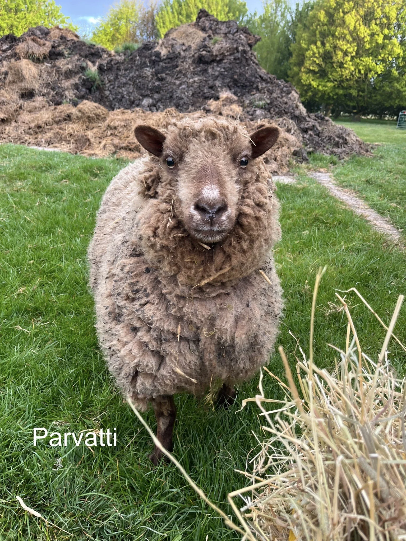 A sheep standing on green grass with a pile of manure behind it, labeled 'Parvatti'.