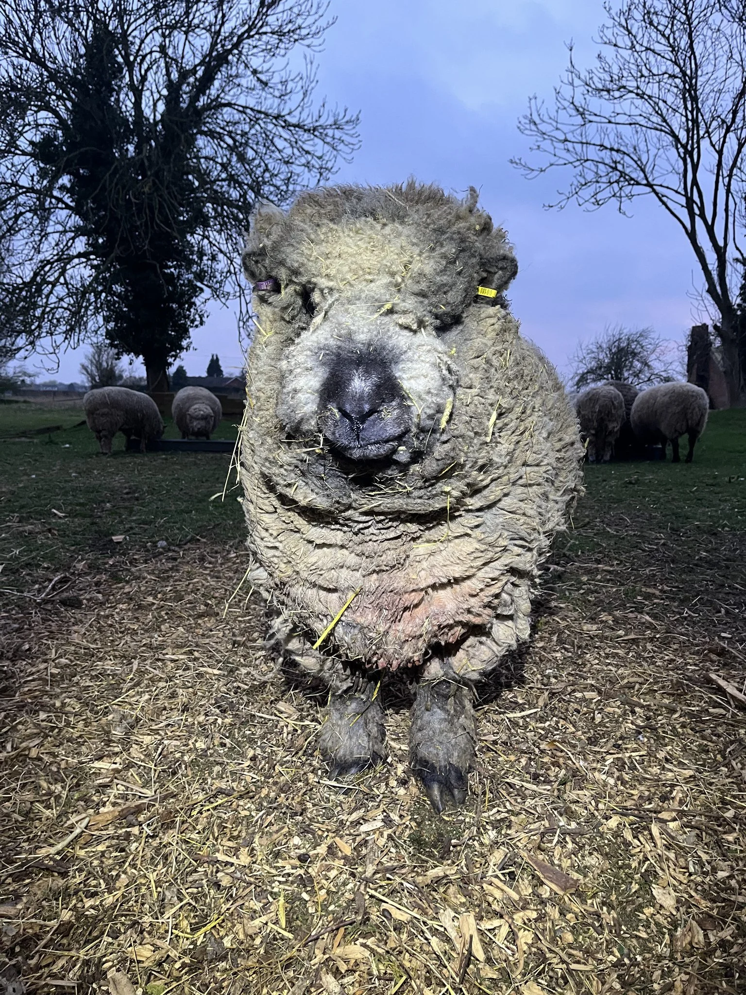 Close-up of a sheep's face wearing purple and yellow ear tags, standing on a farm with other sheep in the background during dusk.