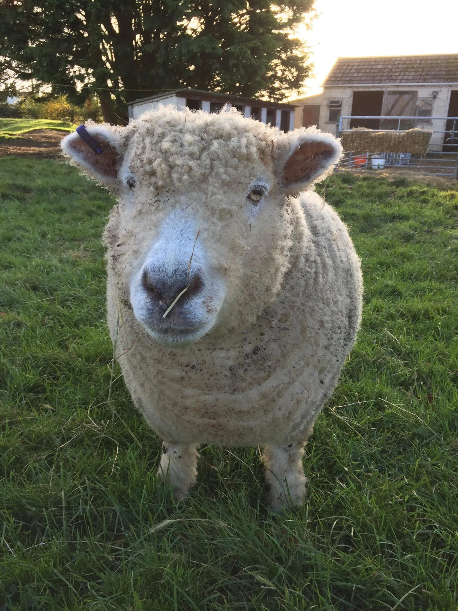 Close-up of a sheep with curly wool standing on green grass, with a barn and trees in the background.
