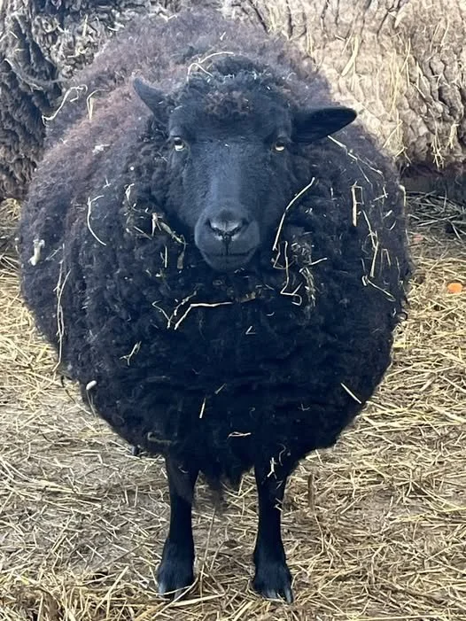 A black sheep facing the camera, standing on a dirt and straw-covered ground, with hay or straw on its face and body, and a wooden fence in the background.