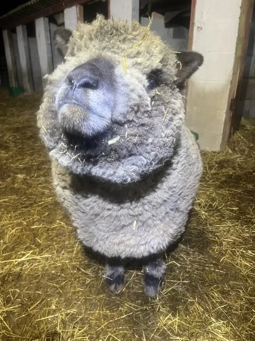 A fluffy sheep with a humorous, exaggerated face, standing on hay inside a barn.