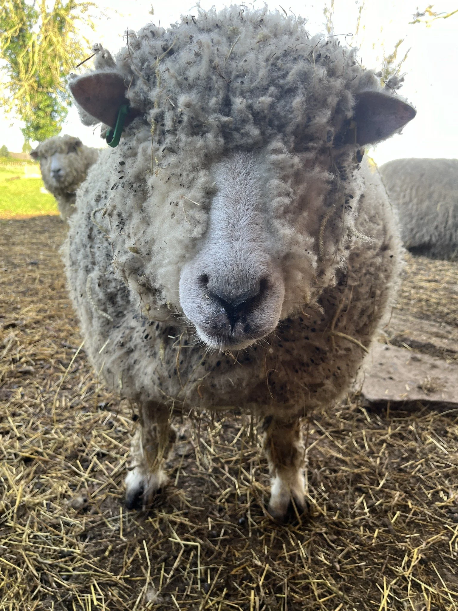 Close-up of a sheep with a dirt-covered, fluffy face, standing on a farm with hay and other sheep in the background.