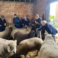 People interacting with sheep inside a barn with brick walls and large windows.
