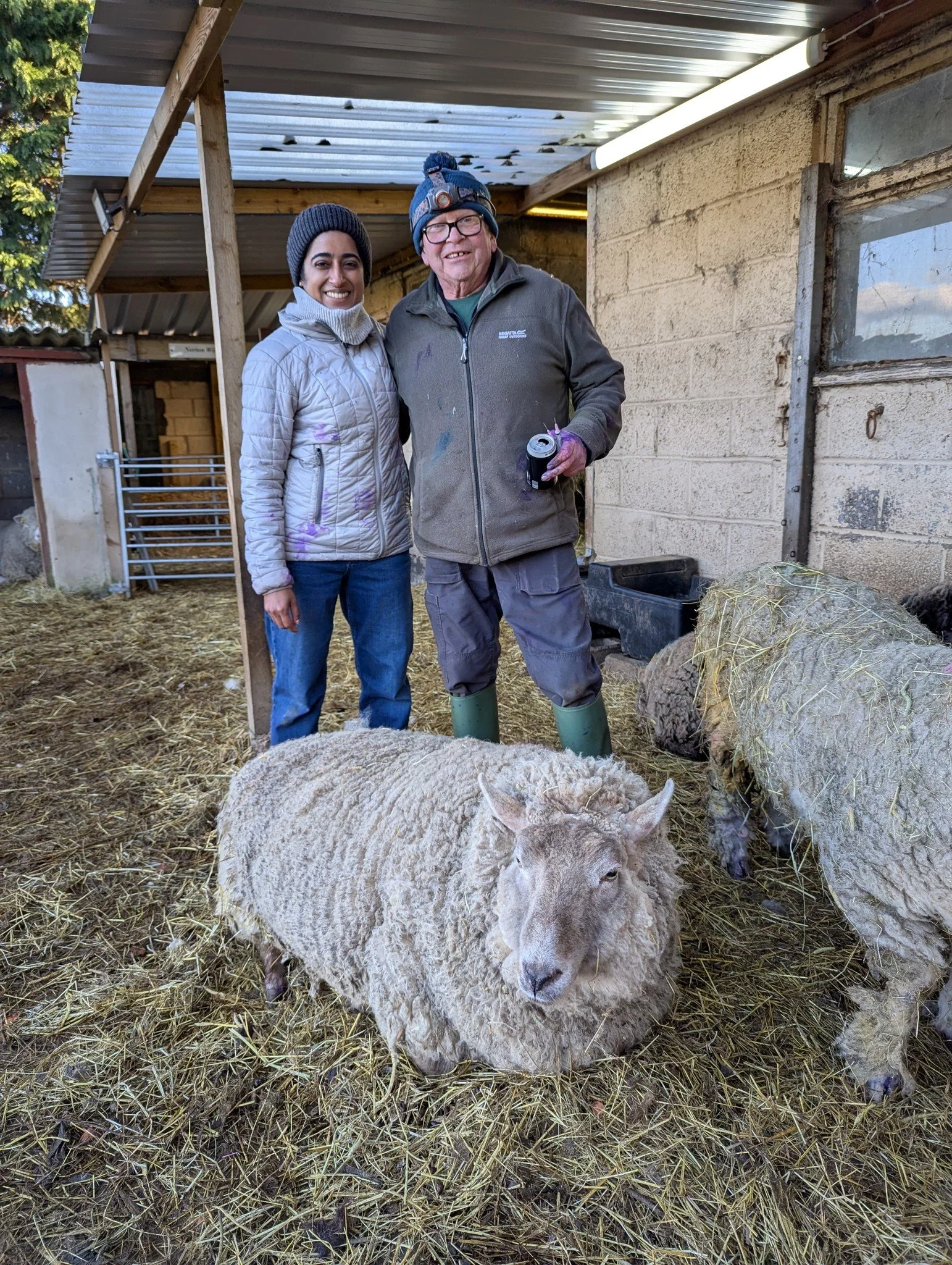 A woman and an older man stand inside a barn with sheep on a straw-covered floor. The woman is wearing a gray jacket and a knit hat, and the man is wearing glasses, a headlamp, and a fleece jacket. The man is holding a soda can. There are sheep in the barn, one lying on the ground and another with hay or straw on its back.