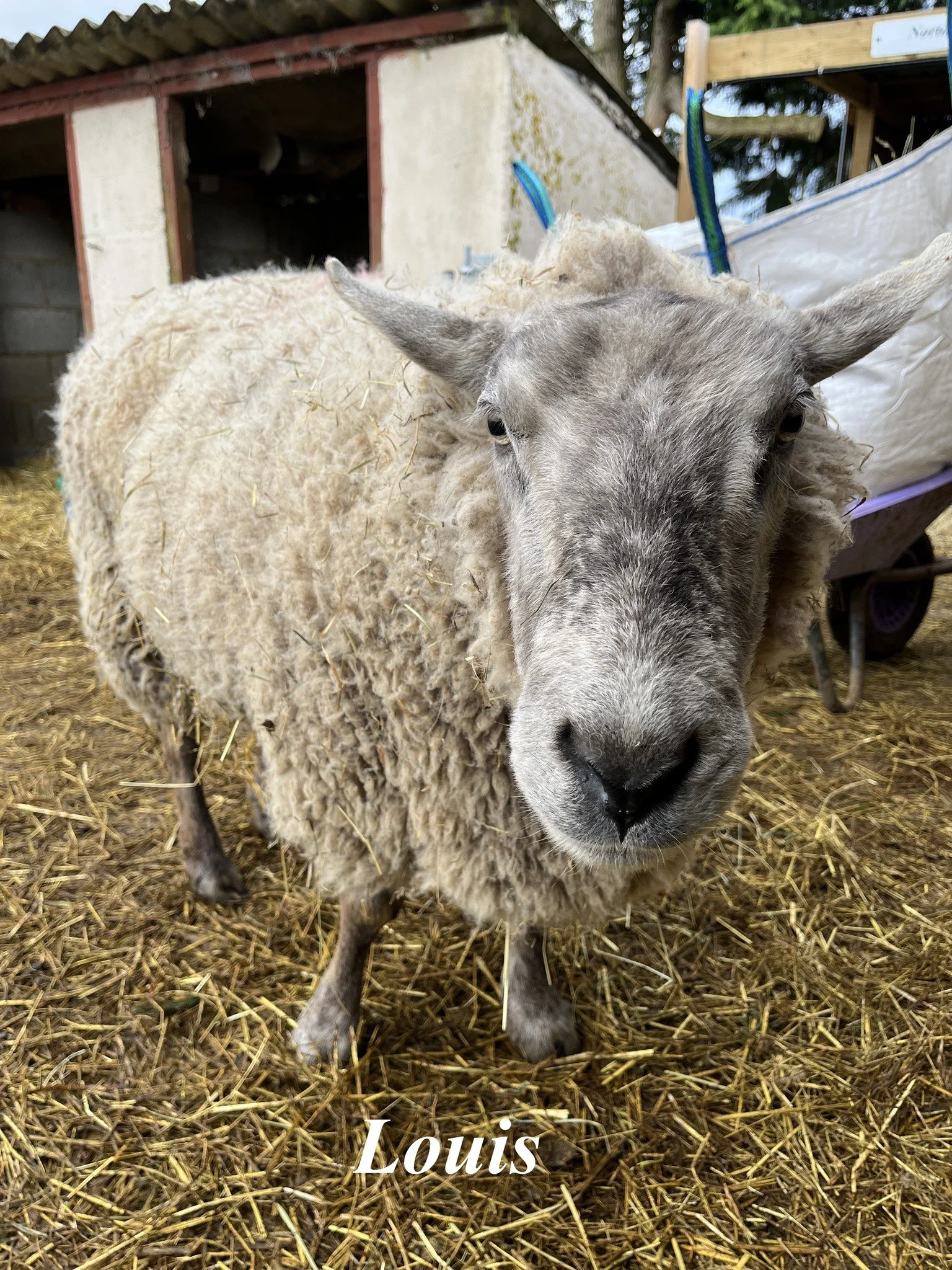 Close-up of a sheep named Louis standing on hay, with a barn in the background.