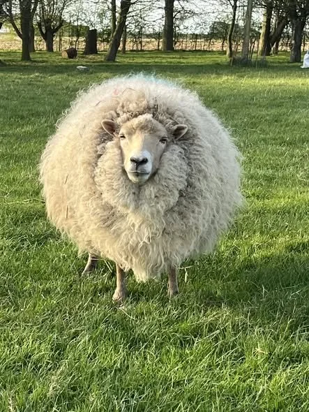 A sheep with the face of a sheep and the body of a lion, standing on green grass with trees in the background.