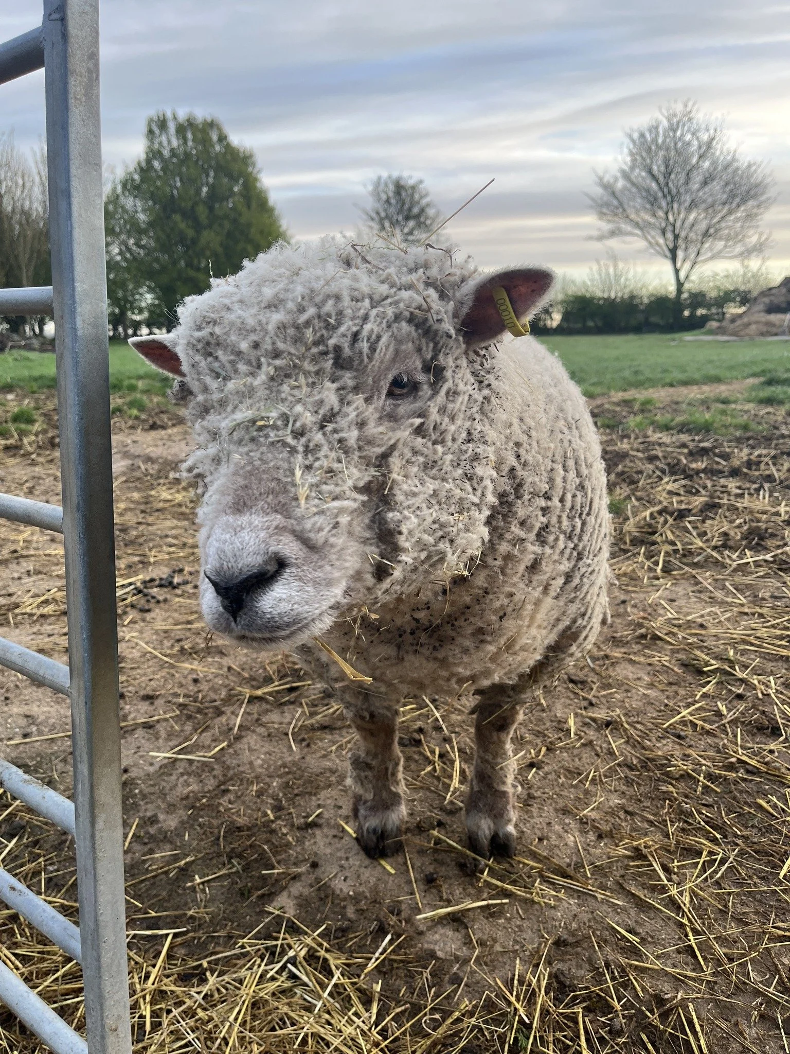 Close-up of a young sheep with fluffy wool and dirt on its face, standing outdoors on a farm with a grass field and trees in the background.