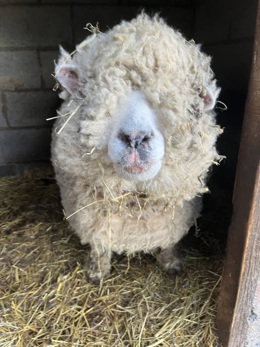 A close-up of a sheep with curly wool covering most of its face, showing only its nose and mouth, standing on hay in a barn or pen.