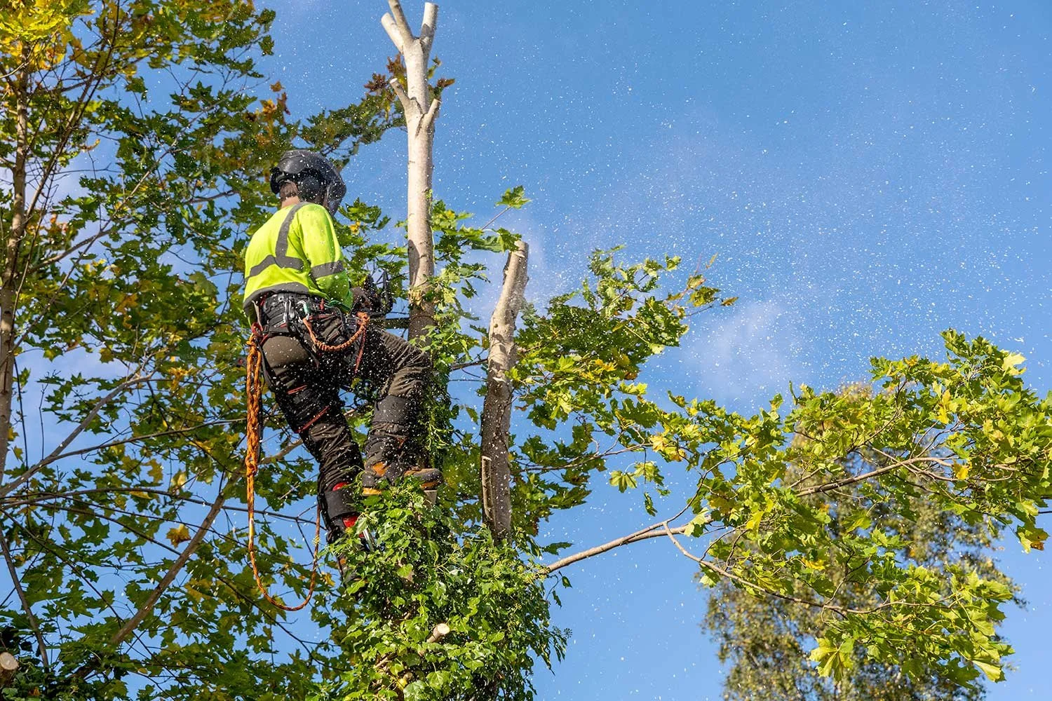 A worker wearing a yellow safety helmet, ear protection, and a harness is cutting a tree branch with a chainsaw while standing on a harness attached to ropes on the tree.