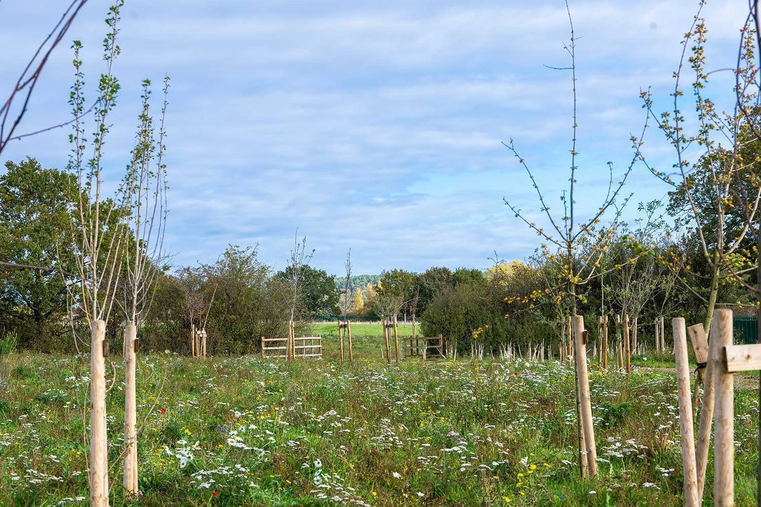 Kent Services arboriculture services - managed field with trees