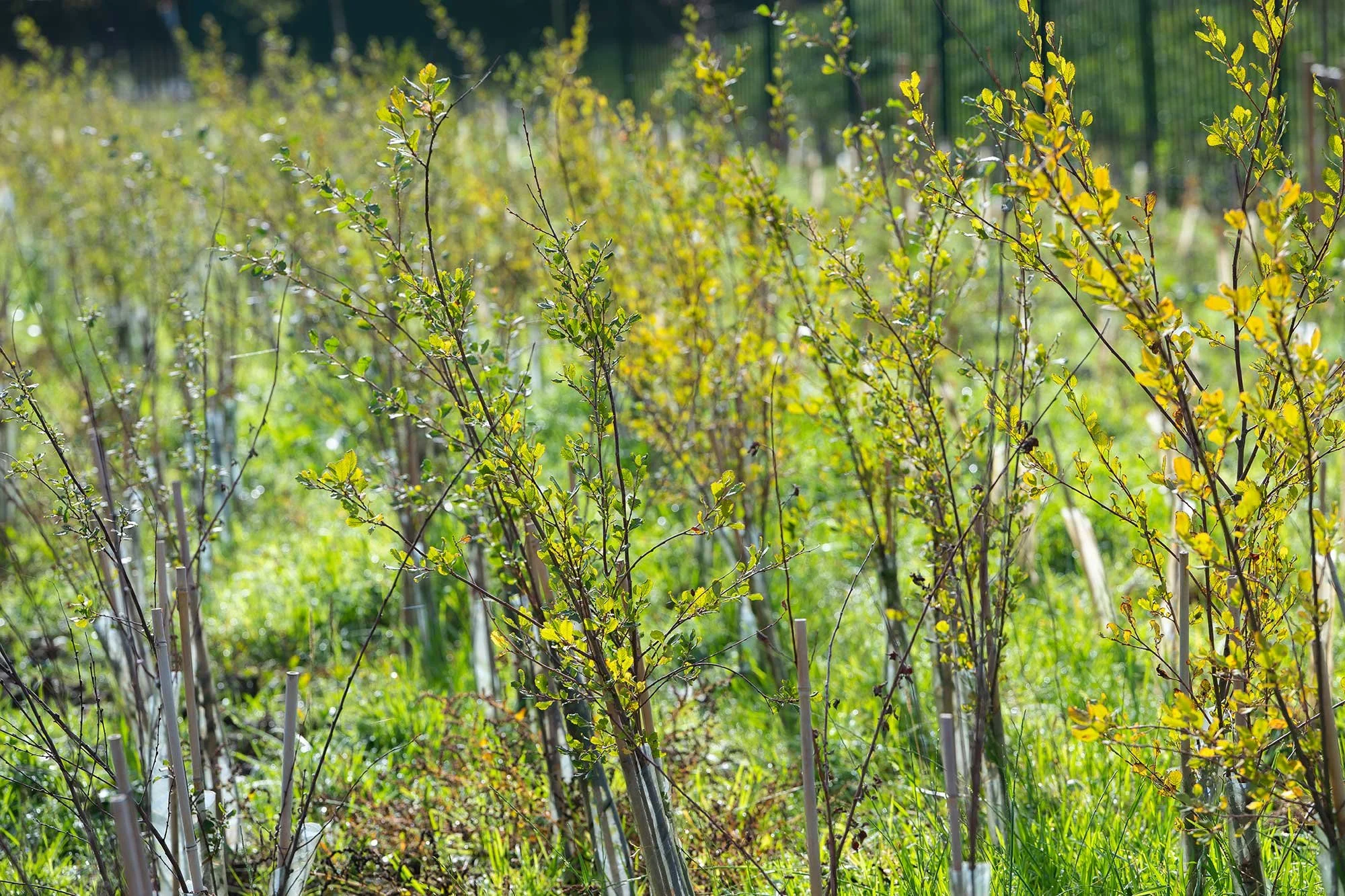 Kent Services Landscape Contracting - Planting services in the Midlands