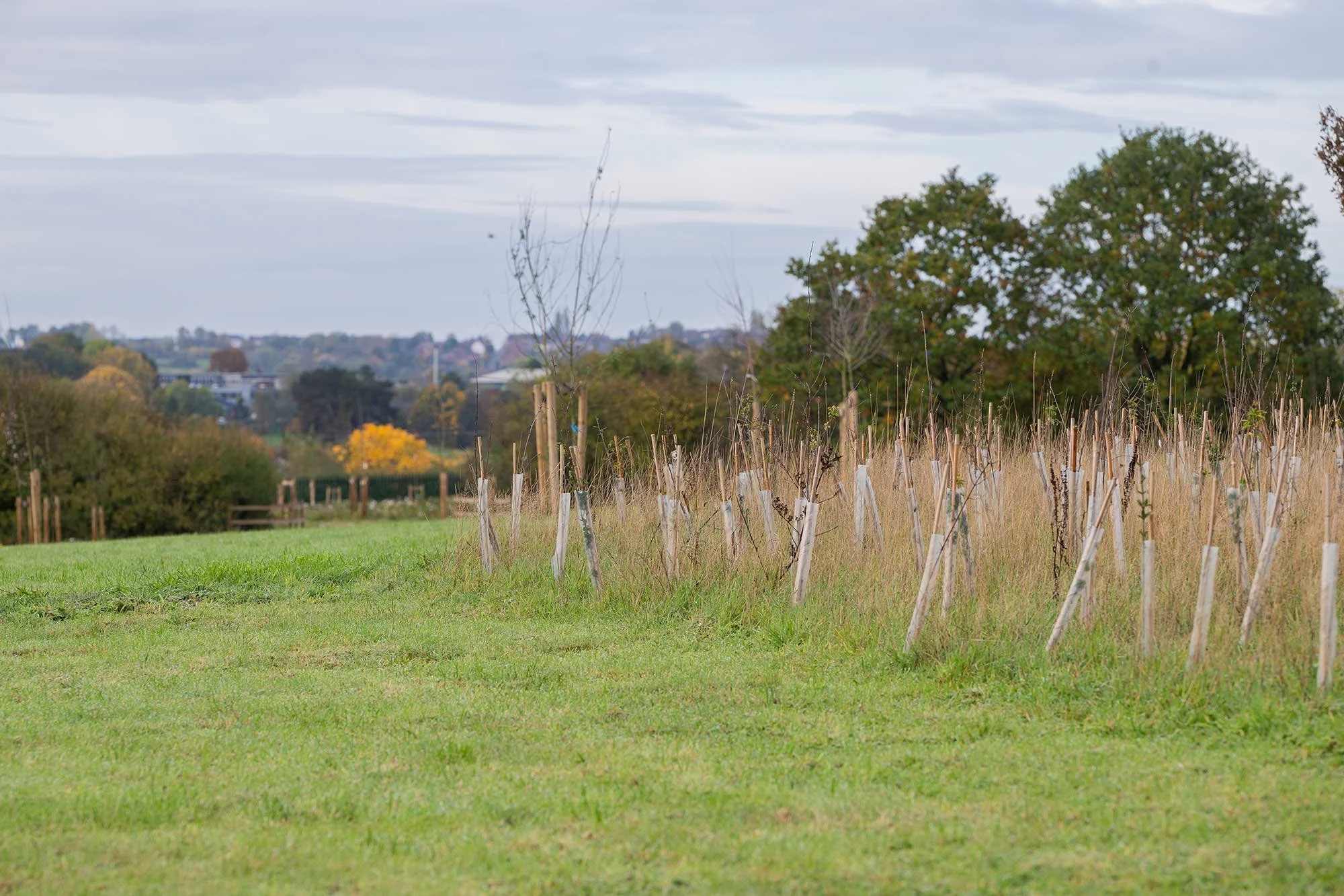 Kent Services Landscape Contracting - Woodland planting in the Midlands