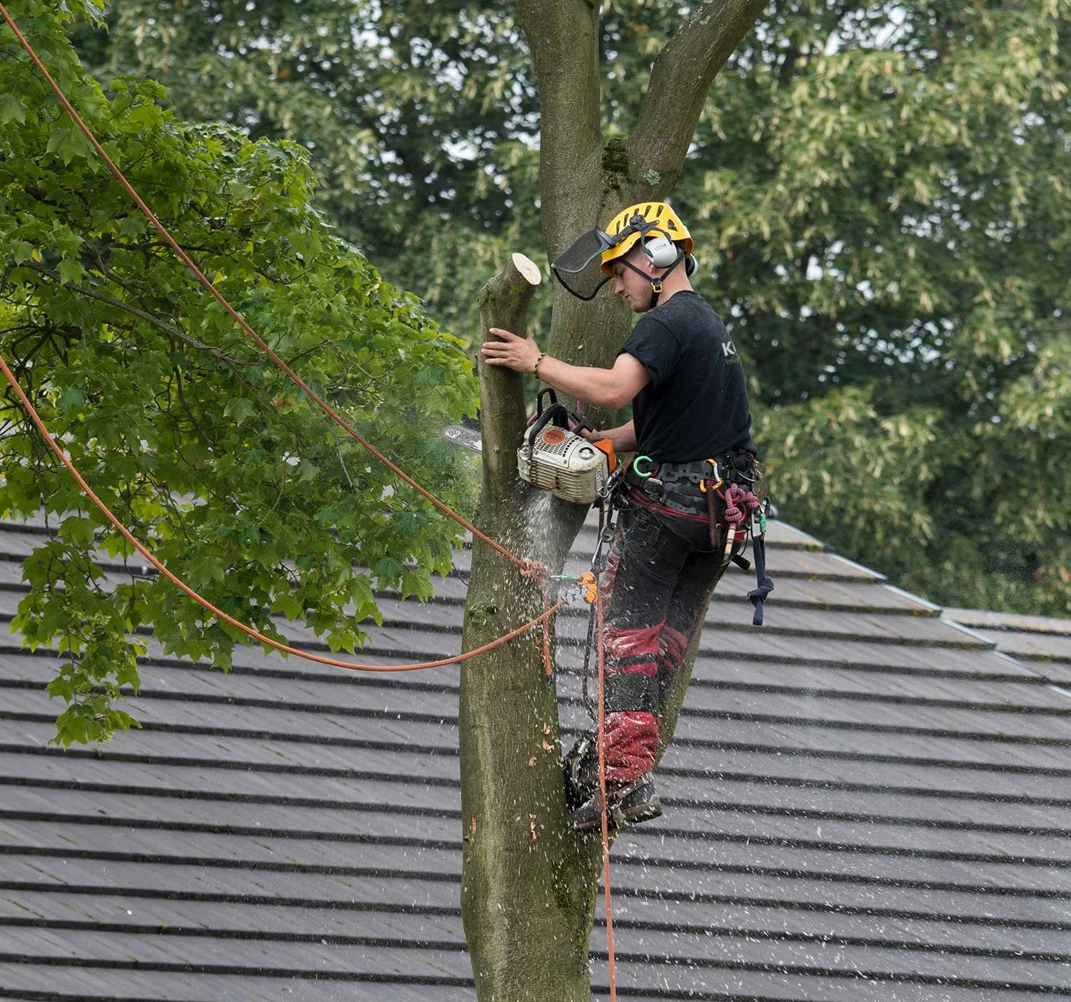 Kent Services Arboriculture & Tree Services