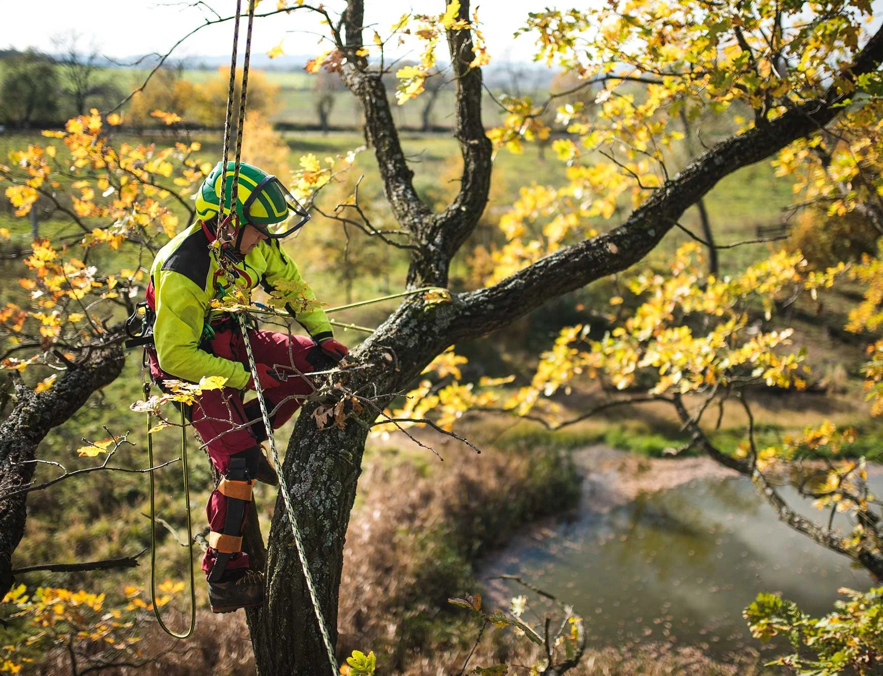 A person wearing safety gear and a helmet is climbing a tree with a harness and ropes, during daytime with autumn-colored leaves.