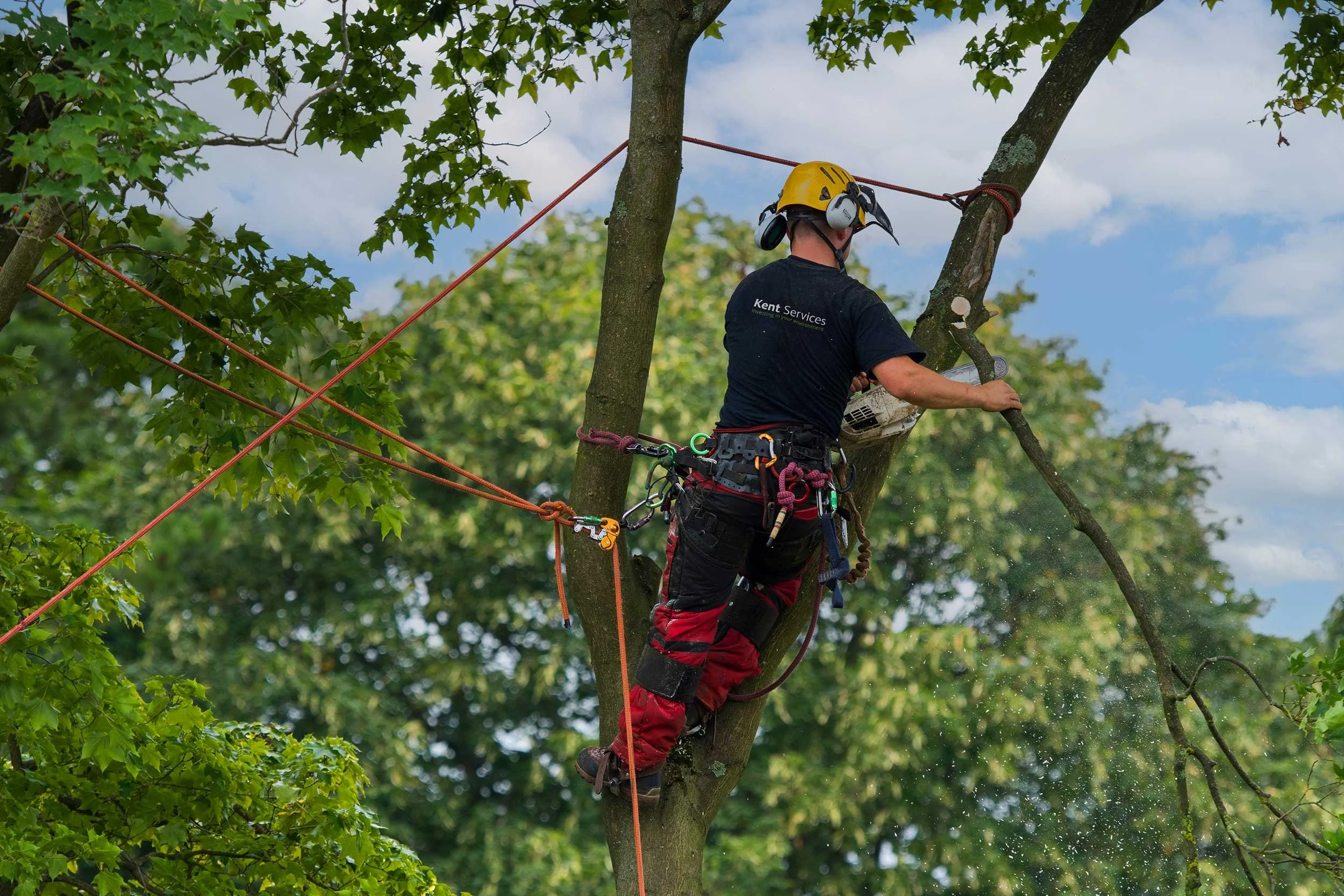 Arborist up a tree using a chainsaw