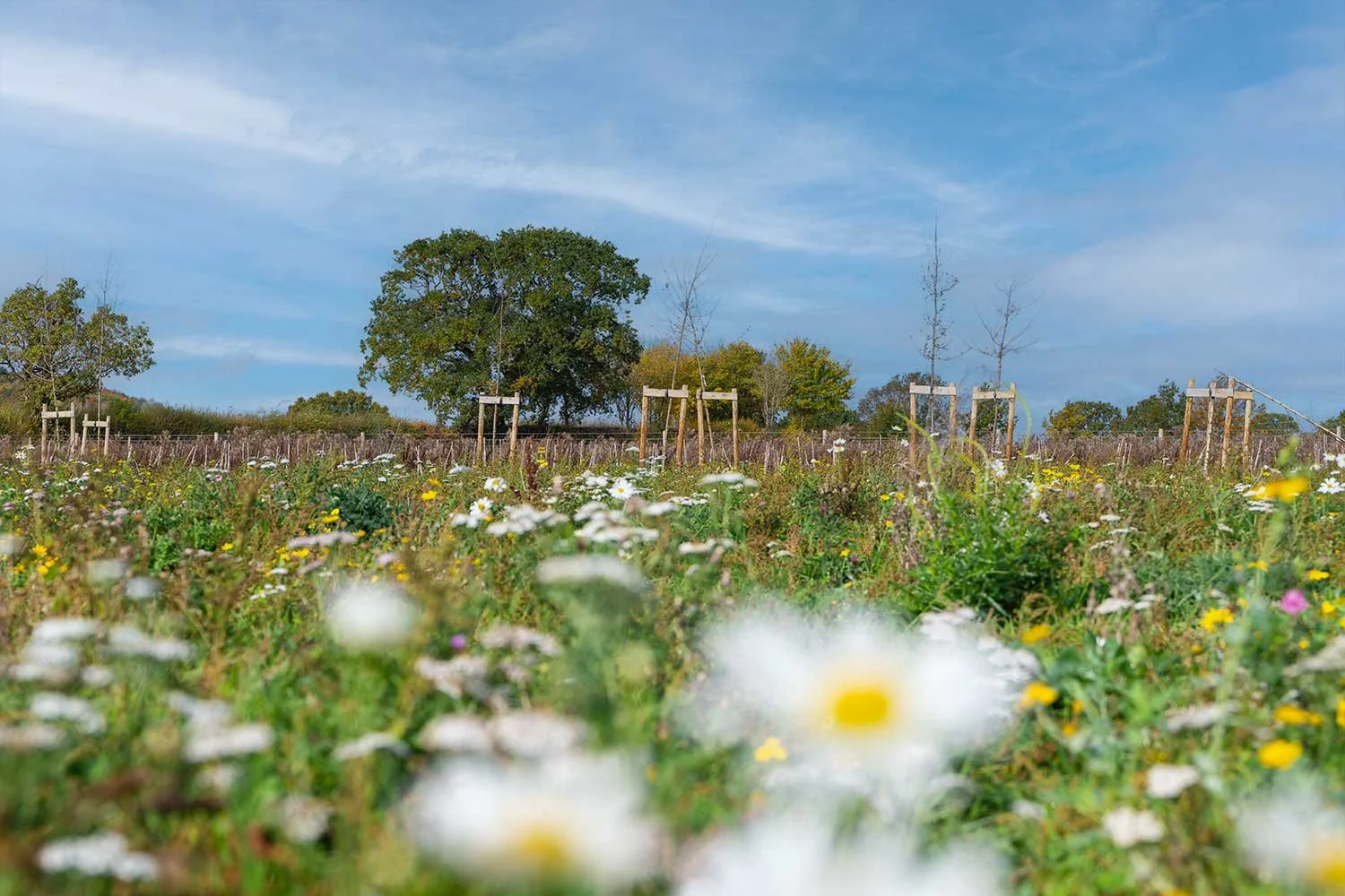 Biodiverse field showing wild flowers under a blue sky