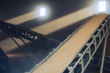 Grain conveyor belt with grain spilling onto a lower level