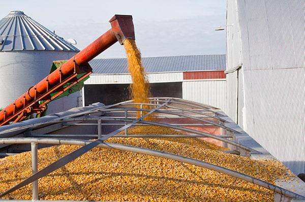 Corn being transported by a conveyor belt at a farm or grain storage facility.