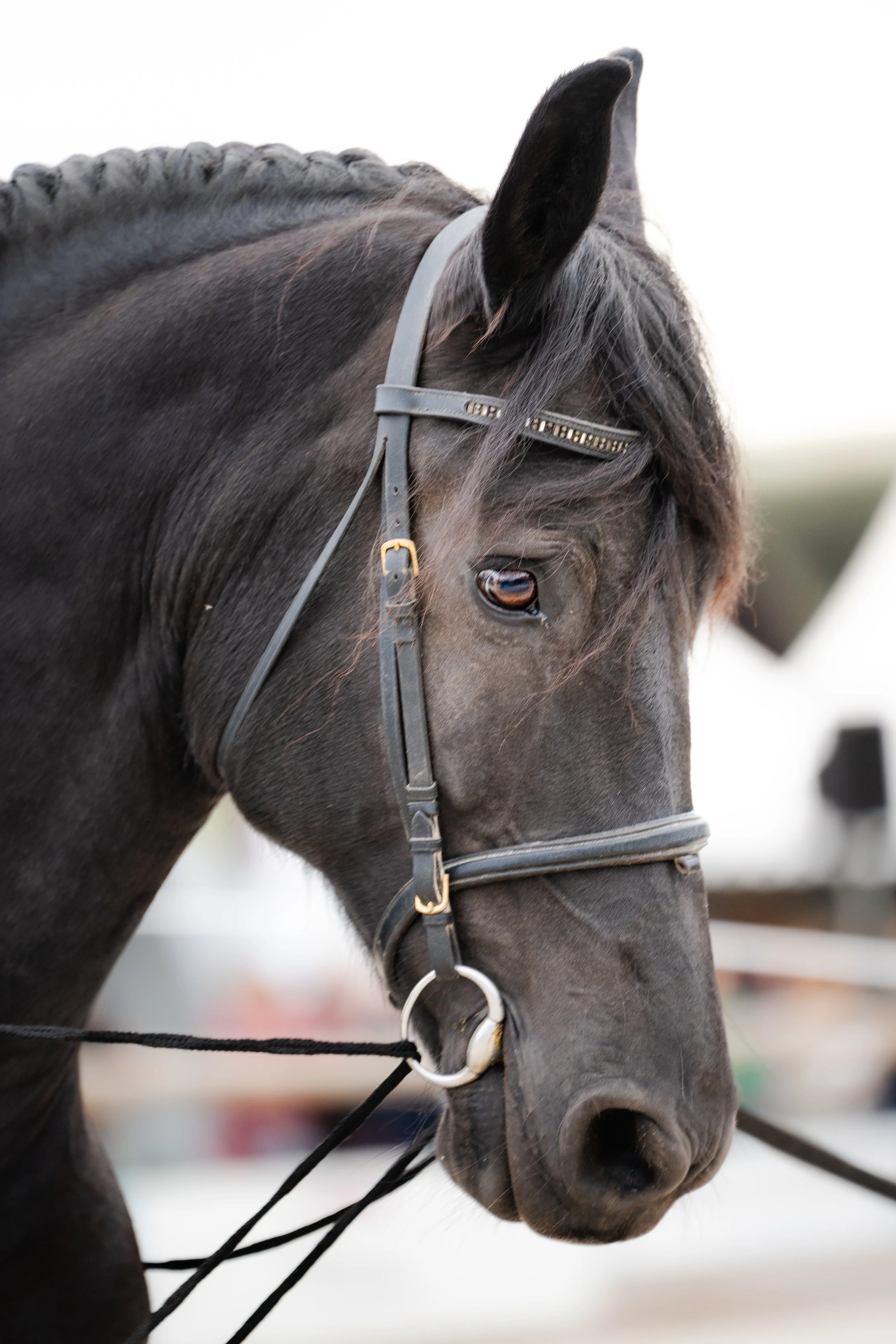 Portrait d'un cheval noir au Sommet de l'Élevage