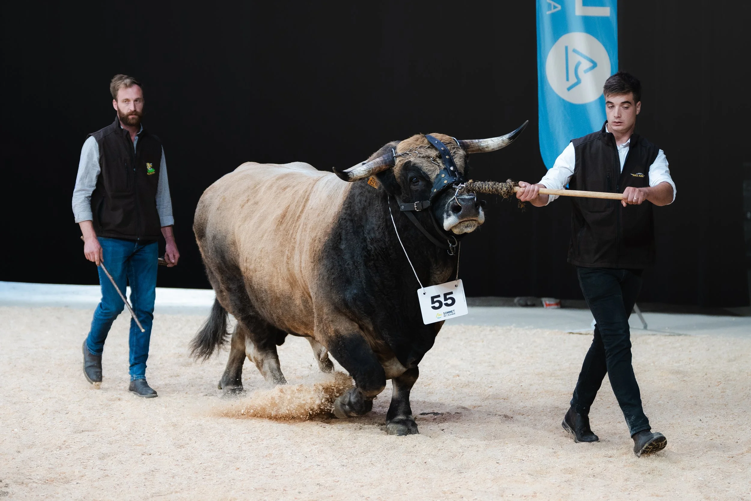 Présentation d'un taureau sur le ring du Sommet de l'Élevage