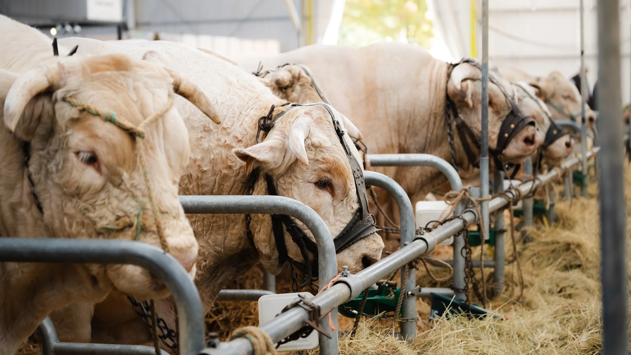 Vaches dans les stalles du Sommet de l'Élevage