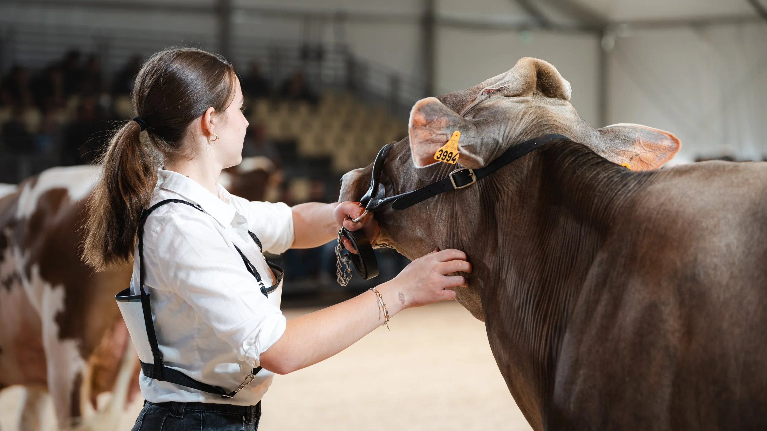 Jeune éleveuse préparant sa vache avant le concours