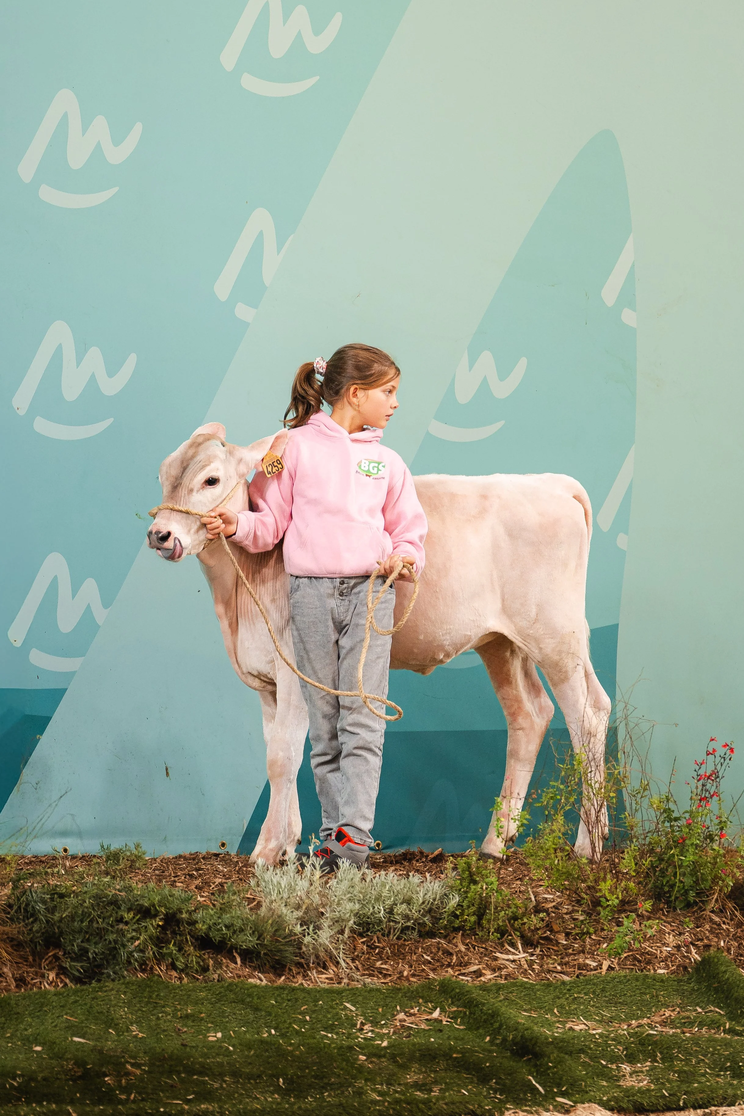 Petite fille avec un veau au Sommet de l'Élevage