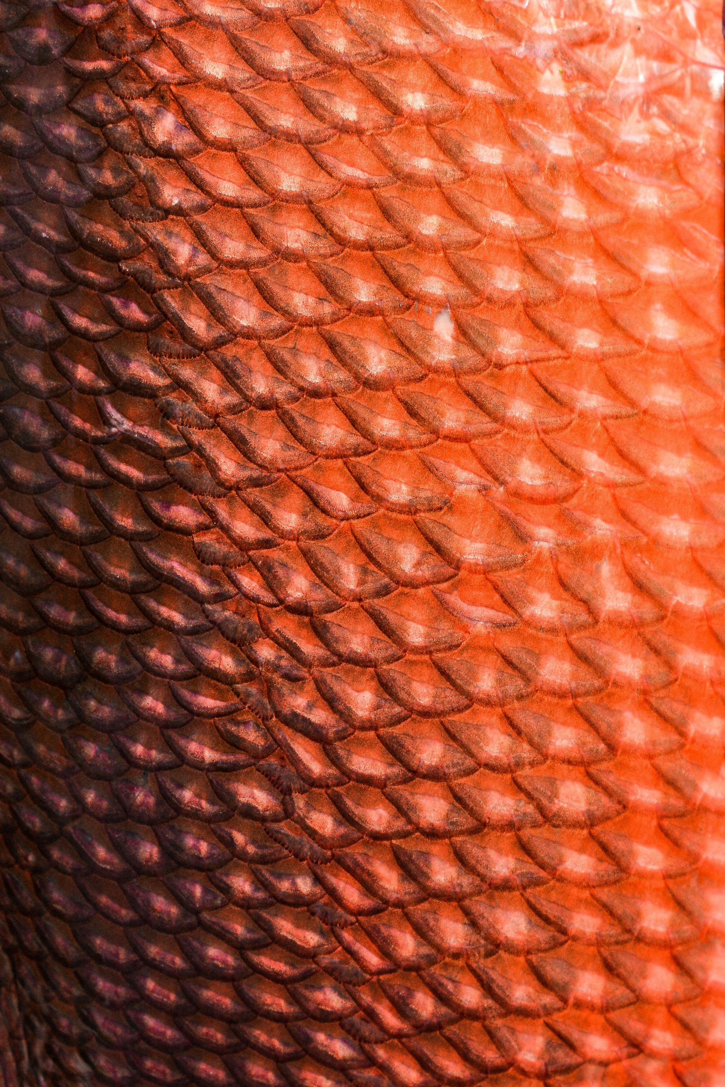 Close-up of reptile scales, showing textured, overlapping pattern with scales in shades of reddish-brown and dark purple.