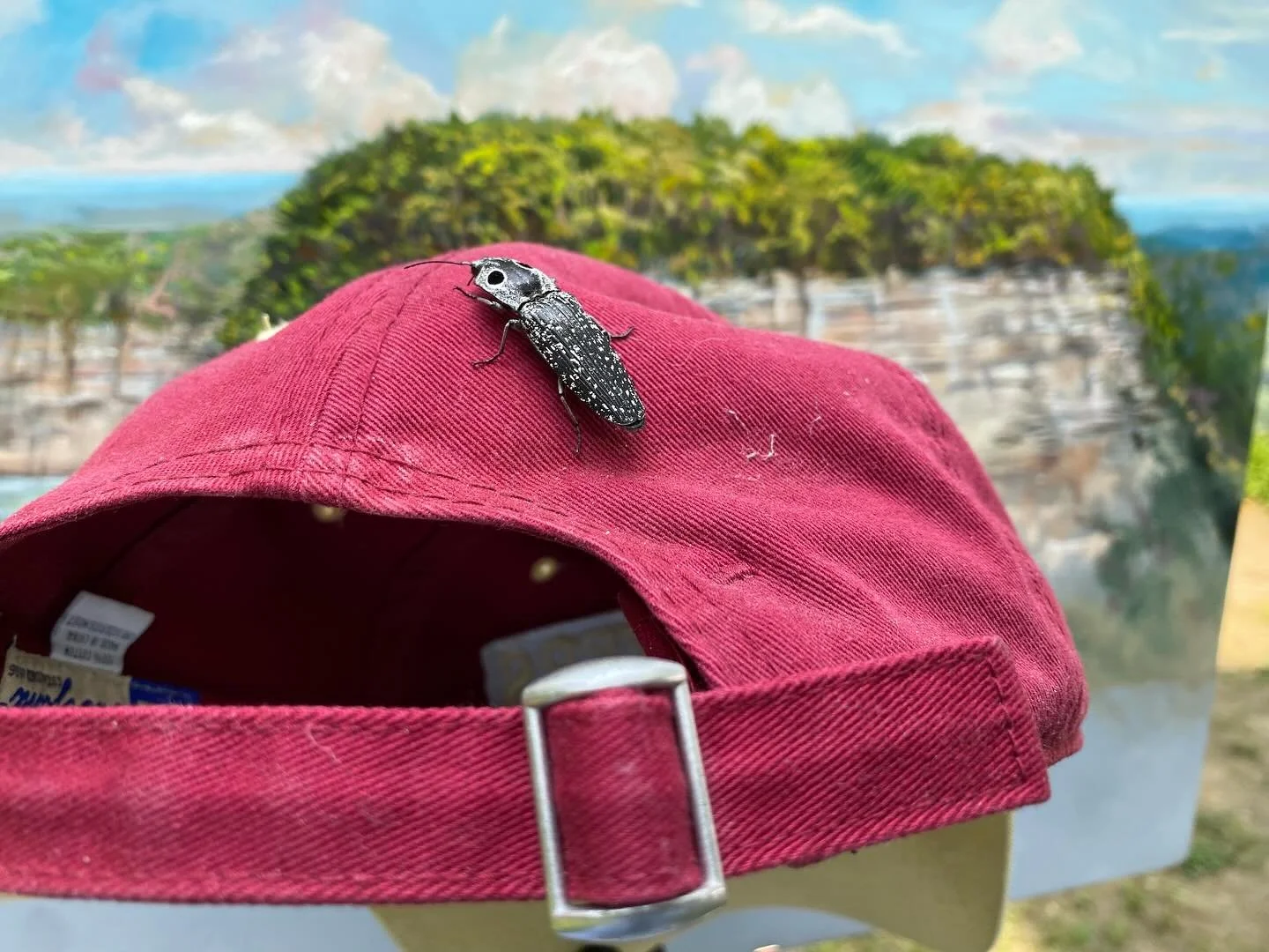 I think it&rsquo;s called a click beetle. It hung around for quite awhile. Pretty cool.