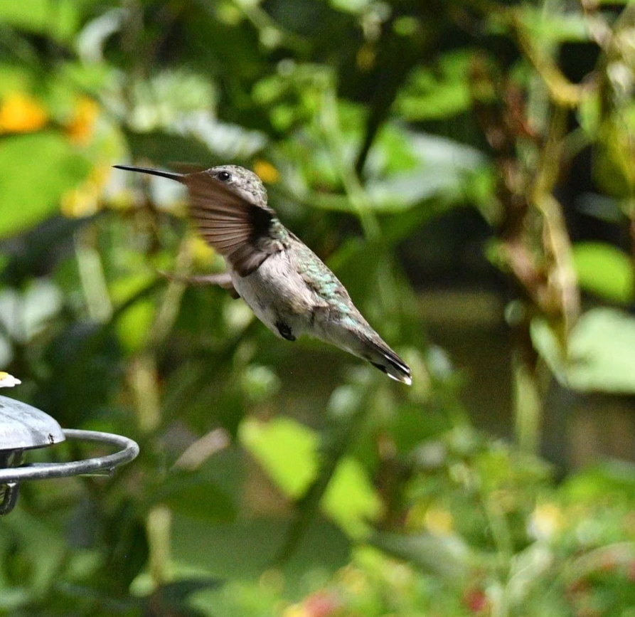Humming bird