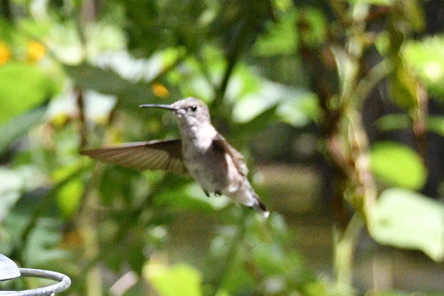 Hummingbird2.png