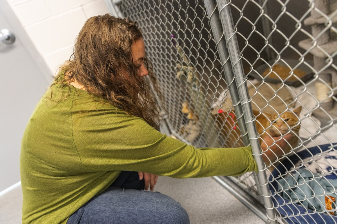 A woman with her hand through the kennel to rub an orange cat's chin. Pet fosters for Sevier County Animal Shelter.